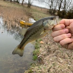 Meet your Posher, Peter